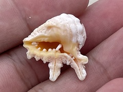 Drupina grossularia