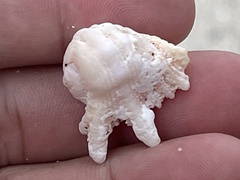 Drupina grossularia
