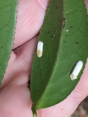 Pulvinaria camelicola