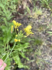 Brassica rapa