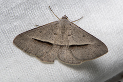 Isturgia penthearia
