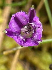 Thysanotus