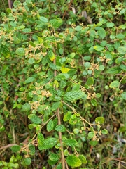 Spyridium parvifolium