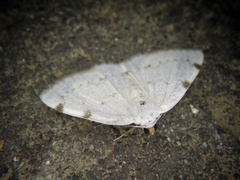 Lomographa bimaculata