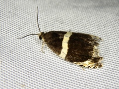 Olethreutes electanus