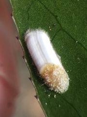 Pulvinaria camelicola
