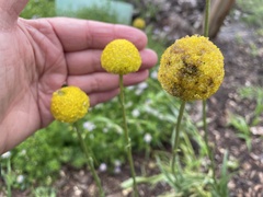 Craspedia variabilis