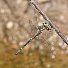 Cordulegaster obliqua