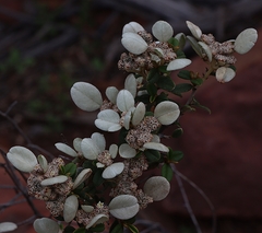 Spyridium phlebophyllum