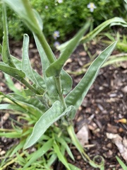 Craspedia variabilis