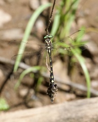 Cordulegaster obliqua