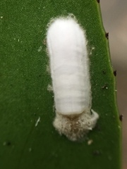 Pulvinaria camelicola
