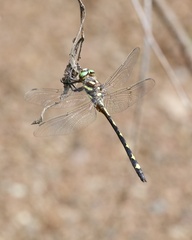 Cordulegaster obliqua