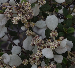 Spyridium phlebophyllum