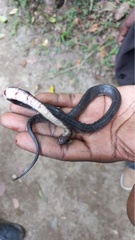 Atractus