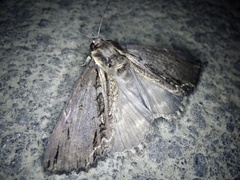 Ercheia umbrosa
