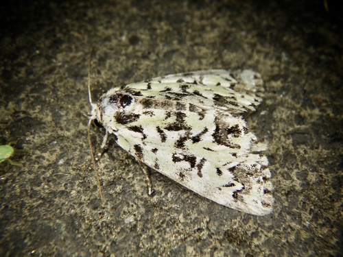 Scarce Merveille du Jour
