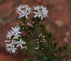 Calytrix tetragona