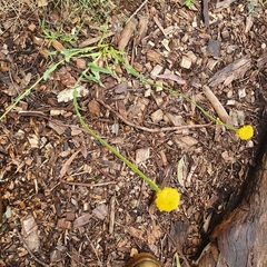 Craspedia variabilis