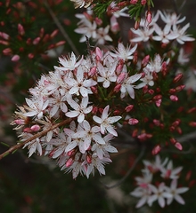 Calytrix tetragona