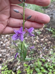 Arthropodium strictum