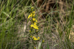 Hibbertia obtusifolia