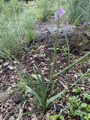 Arthropodium strictum