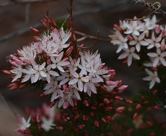 Calytrix tetragona