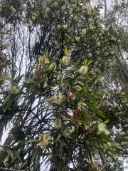 Melaleuca pallida