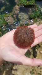 Euechinoidea