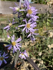 Symphyotrichum subspicatum