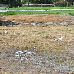 Chroicocephalus novaehollandiae