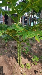 Amorphophallus paeoniifolius