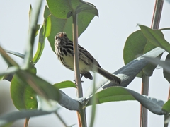 Anairetes flavirostris