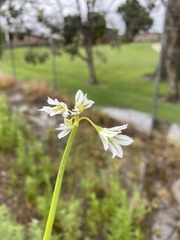 Allium triquetrum