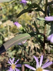 Symphyotrichum subspicatum