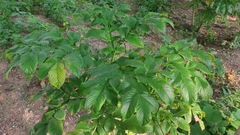 Amorphophallus paeoniifolius