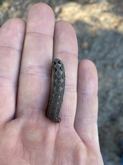 Spodoptera dolichos