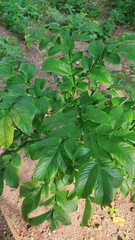 Amorphophallus paeoniifolius