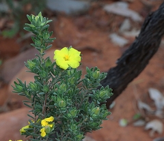 Hibbertia crinita
