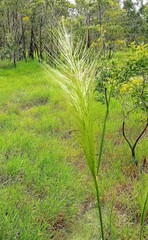 Austrostipa mollis