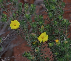 Hibbertia crinita