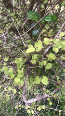 Coprosma rotundifolia