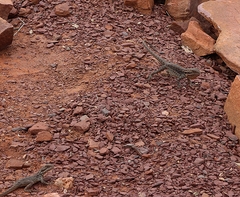 Ctenophorus modestus