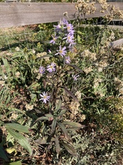 Symphyotrichum subspicatum