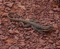 Ctenophorus modestus