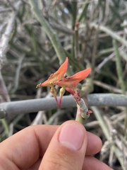 Euphorbia lomelii