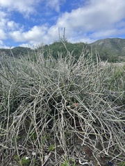 Euphorbia lomelii