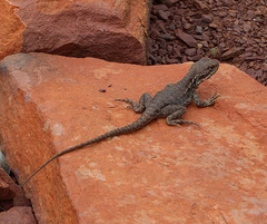 Ctenophorus modestus