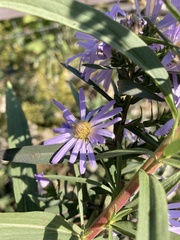 Symphyotrichum subspicatum